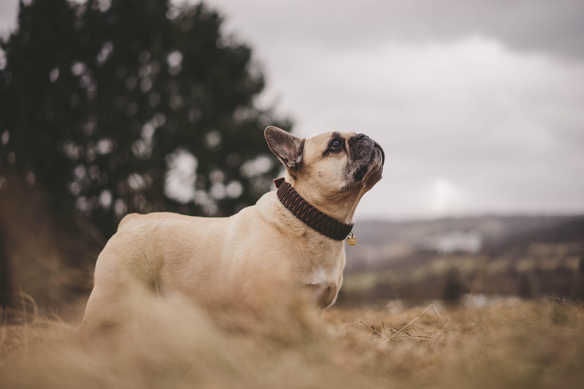 Francuski Buldog